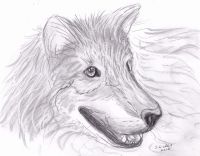 Wolf king